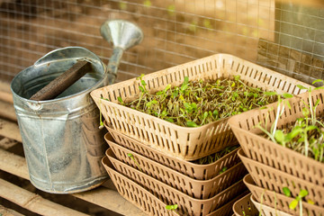 Watering can  with bean sprouts.