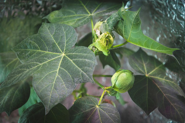 green cotton plant buds