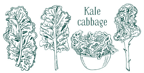 Set of kale cabbage leaves. Hand drawn vector sketch illustration