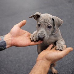 thai ridgeback puppy posing indoors by leaning on owner hands