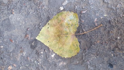 leaf on stone
