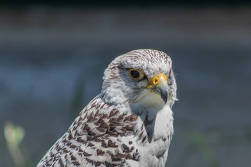 peregrine falcon resting in his innkeeper