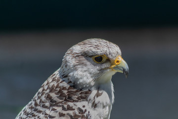 peregrine falcon resting in his innkeeper