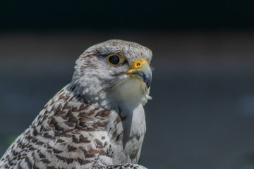 peregrine falcon resting in his innkeeper