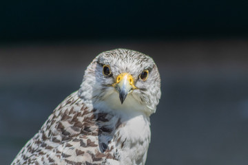 peregrine falcon resting in his innkeeper