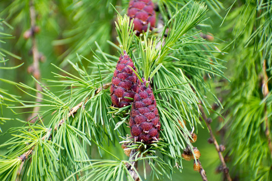 Ovulate cone of larch tree
