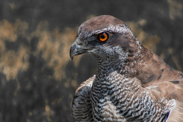 peregrine falcon resting in his innkeeper