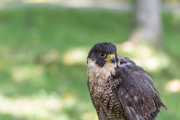 peregrine falcon resting in his innkeeper