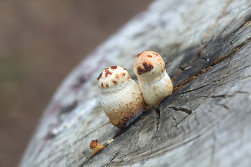 Hemipholiota populnea or Pholiota populnea, a scalycap mushroom from Finland