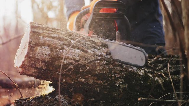 Professional lumberjack cuts tree with a chainsaw in a woods, close-up slow-motion shot, soft focus