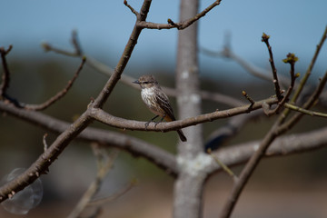 The birds world: Natural Soft Light on the delicate Bran-colored flycatcher (Myiophobus fasciatus) 