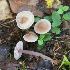 Mycena pura, known as the lilac bonnet, poisonous mushrooms from Finland