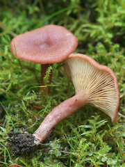 Lactarius spinosulus, known as the  Lilascale Milkcap, wild mushroom from Finland