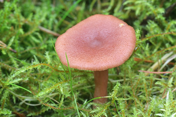 Lactarius spinosulus, known as the  Lilascale Milkcap, wild mushroom from Finland