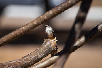 The birds world: Natural Soft Light on the delicate Bran-colored flycatcher (Myiophobus fasciatus) 