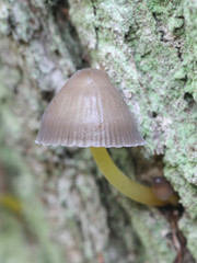 Mycena viscosa  or Mycena epipterygia var. viscosa, known as slimy yellowleg bonnet, wild mushroom from Finland