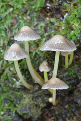 Mycena viscosa  or Mycena epipterygia var. viscosa, known as slimy yellowleg bonnet, wild mushroom from Finland