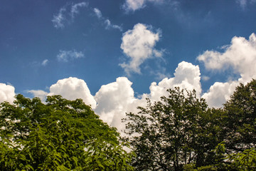 green trees in the park. Exotic trees against the sky.