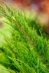 Evergreen Branch with Christmas colors