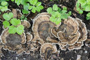 Bjerkandera adusta, known as the smoky polypore or smoky bracket, wild fungus from Finland