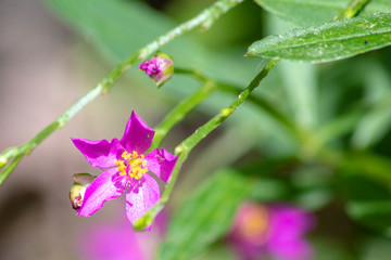 bee on flower