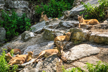 Naklejka na ściany i meble Goats herd resting on rocks, Salzburg zoo