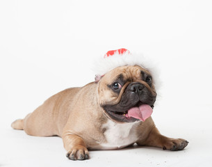 Animals. One beige french bulldog white isolated, Christmas hat