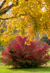Maple Tree and Burning Bush