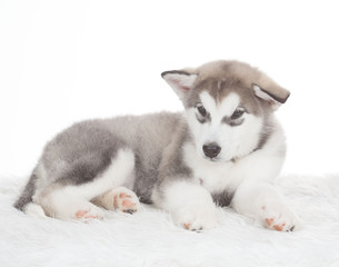 Animals. One puppy Husky white isolated