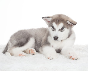 Animals. One puppy Husky white isolated