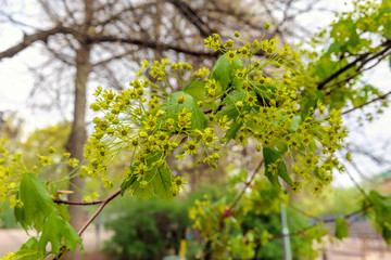 Vibrant colored branch of maple with yellow flowers at early spring before the leaves are fully grown.