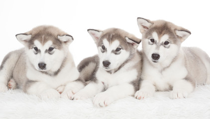 Animals. Three puppies Husky white isolated