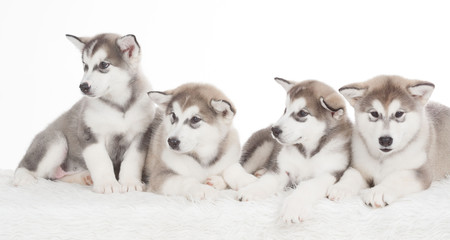 Animals. Four puppies Husky white isolated
