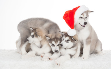 Animals. Four  puppies Husky white isolated, Christmas hat