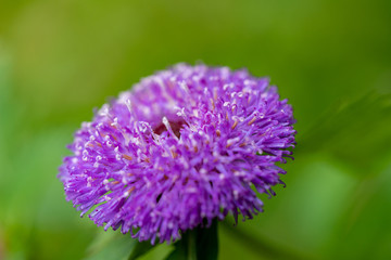 Allium His Excellency, fleure violette en boule