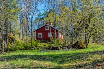 Obraz premium A traditional white and red scandinavian house in the background with a springtime forest scenery on a sunny day.