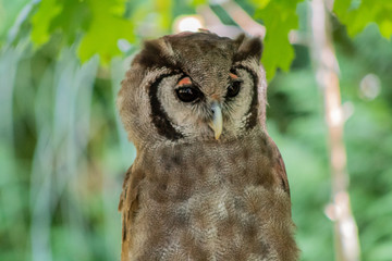 an eagle owl resting in his innkeeper