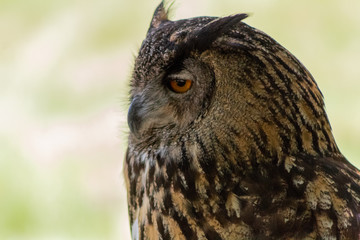 an eagle owl resting in his innkeeper