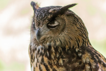 an eagle owl resting in his innkeeper