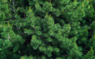 fluffy cedar tree branch close up