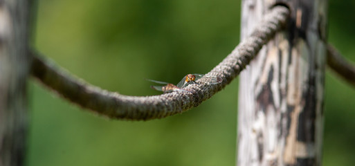 ロープで羽を休めるトンボ © maruyama_art