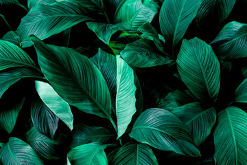 leaves of Spathiphyllum cannifolium, abstract green texture, nature background, tropical leaf