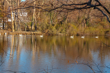 reflection of trees in lake