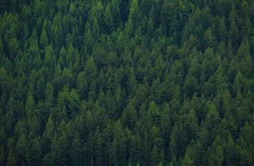 Fototapeta na wymiar pine forest background