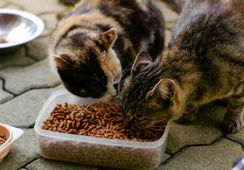 餌を食べる2匹の猫
