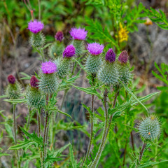 Close-up view of prickly pink flowers of wild plant Cirsium vulgare, the spear thistle, with blured floral background.