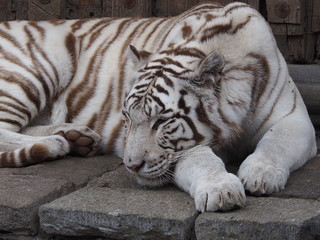 Tigre blanc