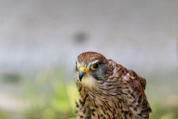 a kestrel resting in his innkeeper