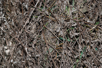 texture of dried grass in autumn