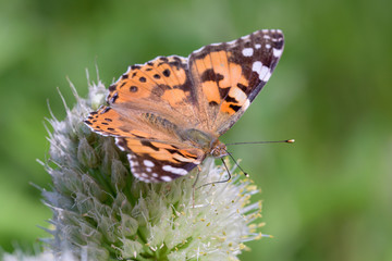 Distelfalter